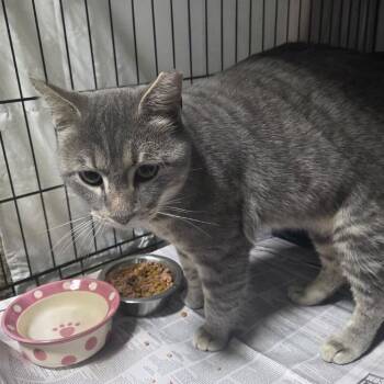 Domestic Short Hair Cats Available for Adoption - Gray Tabby | PetCurious