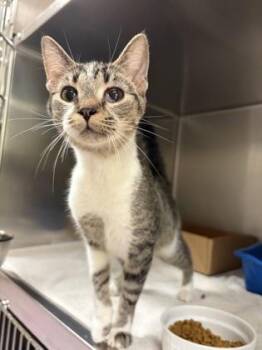 Flowers -  Domestic Short Hair Cat for Adoption in West Chester, Pennsylvania - Flowers | PetCurious