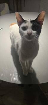 Domestic Short Hair Cats Available for Adoption - Nala | PetCurious