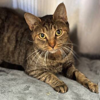 Rescue Domestic Short Hair Cats for Adoption in Lakeland, Florida - Ms. Owl | PetCurious