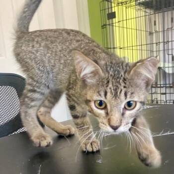 Louie -  Domestic Short Hair Cat for Adoption in Waco, Texas - Louie | PetCurious
