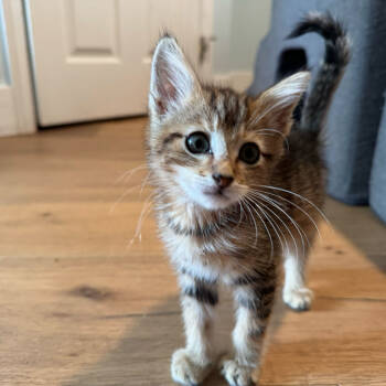 Rescue American Shorthair Cats for Adoption in Escondido, California - DJ Snugglemuffins | PetCurious