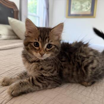 Domestic Medium Hair Cats Available for Adoption in Bentonville, Arkansas - Walter | PetCurious