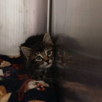 Thistle -  Domestic Long Hair Cat for Adoption in Cody, Wyoming - Thistle | PetCurious