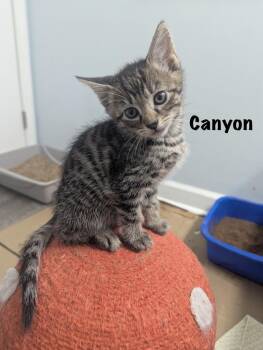 Canyon (Wilkes Barre Litter) -  Domestic Short Hair Cat for Adoption in Telford, Pennsylvania - Canyon (Wilkes Barre Litter) | PetCurious