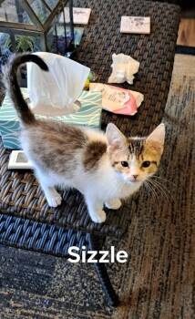Sizzle -  Domestic Medium Hair Cat Available for Adoption in Plattsburgh, New York - Sizzle | PetCurious