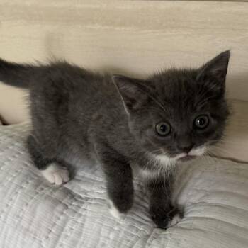 Domestic Short Hair Cats Available for Adoption in Madisonville, Tennessee - Banker | PetCurious