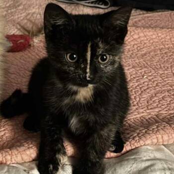Rescue Tortoiseshell Cats for Adoption in Montreal, Quebec - Peppermint Patty | PetCurious