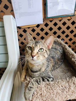 Rescue Tabby Cats for Adoption in Evansville, Indiana - MacBeth | PetCurious