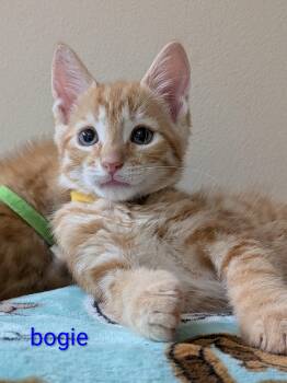 Bogie -  Domestic Short Hair Cat for Adoption in Walla Walla, Washington - Bogie | PetCurious