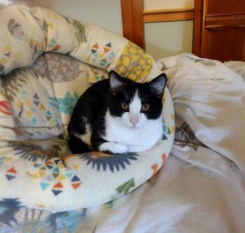 Rescue Domestic Short Hair Cats for Adoption in Baltimore, Maryland - Minecraft | PetCurious