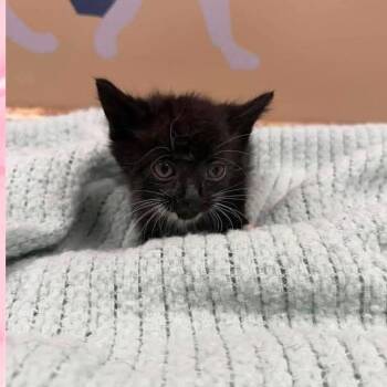 Smokey in Parsonsburg, MD -  Domestic Short Hair Cat Available for Adoption - Smokey In Parsonsburg, MD | PetCurious
