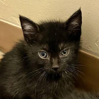 Scorchio -  Domestic Medium Hair Cat for Adoption in Walnut Creek, California - Scorchio | PetCurious