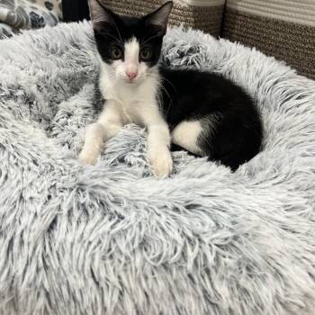 ASH -  Domestic Short Hair Cat for Adoption in Huntington, New York - ASH | PetCurious