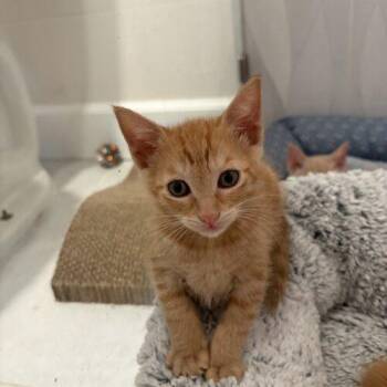 busy bee -  Domestic Short Hair Cat for Adoption in Tampa, Florida - Busy Bee | PetCurious