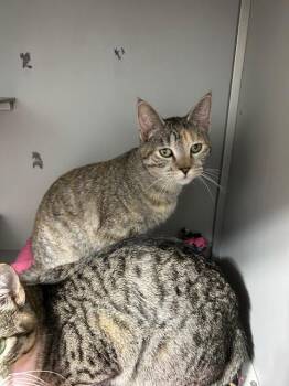 Domestic Short Hair Cats Available for Adoption in Dayton, Minnesota - Eagle / 8-1 | PetCurious