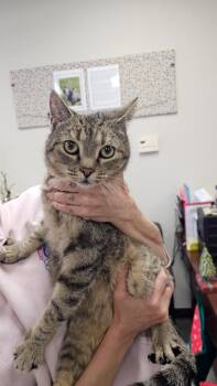 Domestic Short Hair Cats Available for Adoption - Rocky | PetCurious