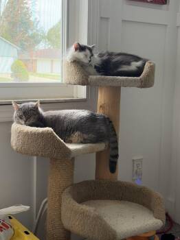 Domestic Long Hair Cats Available for Adoption in Ferndale, Michigan - Sprig | PetCurious