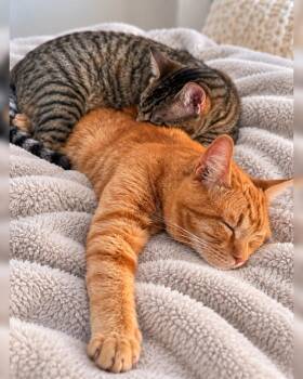 Toddy -  Domestic Short Hair Cat for Adoption in Chicago, Illinois - Toddy | PetCurious