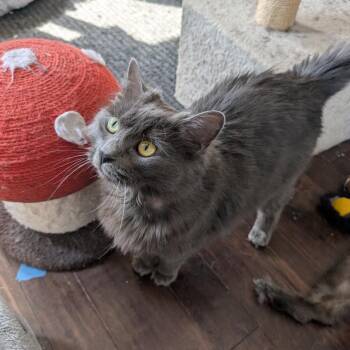 Nebelung Cats Available for Adoption - Guthrie | PetCurious