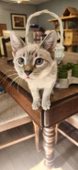 Kitten 28063 (Larry) -  Siamese Cat for Adoption in Parlier, California - Kitten 28063 (Larry) | PetCurious
