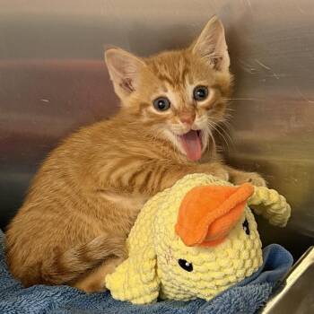 Darwin -  Domestic Short Hair Cat for Adoption - Darwin | PetCurious