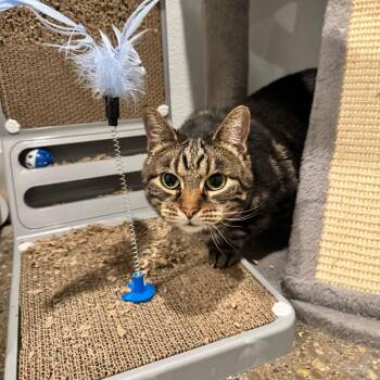 Beyblade -  Domestic Short Hair Cat for Adoption in Louisville, Kentucky - Beyblade | PetCurious