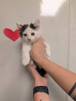 WISP - NEEDS A FOSTER -  Domestic Short Hair Cat for Adoption in Ontario, California - WISP - NEEDS A FOSTER | PetCurious