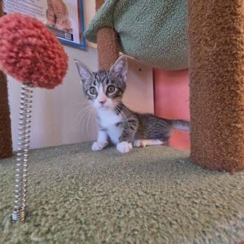 Enzo -  Domestic Short Hair Cat for Adoption in Scottsbluff, Nebraska - Enzo | PetCurious