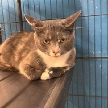 Bittyboo -  Domestic Short Hair Cat for Adoption in Louisville, Kentucky - Bittyboo | PetCurious