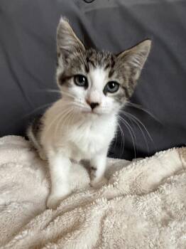 Meeny Tiger -  Domestic Short Hair Cat for Adoption in Philadelphia, Pennsylvania - Meeny Tiger | PetCurious