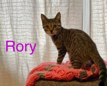Rescue Domestic Short Hair and Sphynx Hairless Cat Cats for Adoption in Greenville, Delaware - Rory W/Lorelie Willow Grove Area, (10/28/25-124) | PetCurious