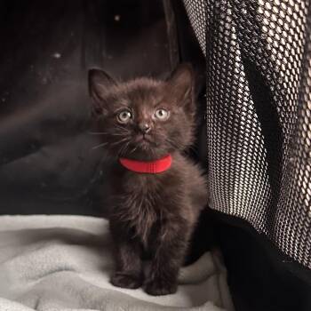 Domestic Short Hair Cats Available for Adoption in Huntsville, Alabama - Spike | PetCurious