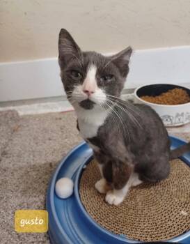 Gusto -  Domestic Short Hair Cat for Adoption in Walworth, Wisconsin - Gusto | PetCurious