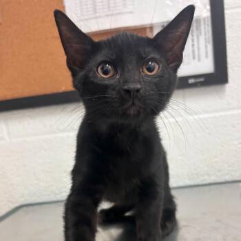 Coal -  Domestic Short Hair Cat Available for Adoption in Edinburg, Texas - Coal | PetCurious