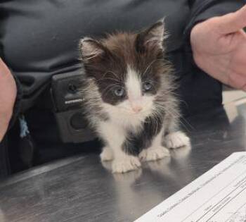 Blubarry -  Domestic Medium Hair Cat for Adoption in Allen, Texas - Blubarry | PetCurious
