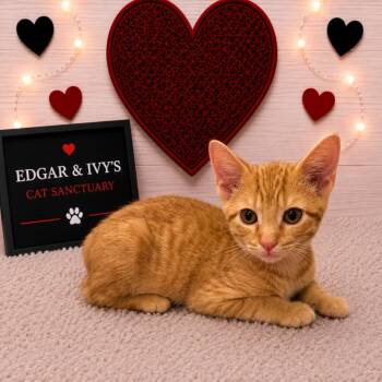 Garnet -  Domestic Short Hair Cat for Adoption in Corpus Christi, Texas - Garnet | PetCurious