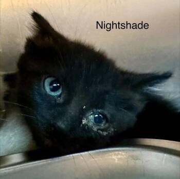 Nightshade -  Domestic Short Hair Cat for Adoption in St. George, Utah - Nightshade | PetCurious