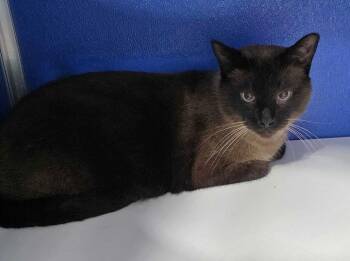 Leukin -  Domestic Short Hair and Siamese Cat for Adoption in Colorado Springs, Colorado - Leukin | PetCurious