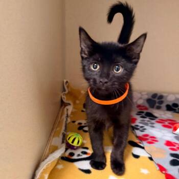 Stu -  Domestic Short Hair Cat for Adoption in Great Falls, Montana - Stu | PetCurious