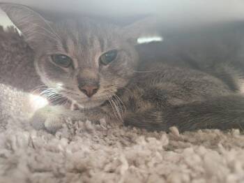 Domestic Short Hair Cats Available for Adoption in San Leon, Texas - Dipsy | PetCurious