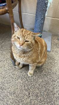 Domestic Short Hair Cats Available for Adoption - Sherbet | PetCurious