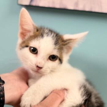 Domestic Short Hair Cats Available for Adoption in Columbus, Georgia - Cocoa | PetCurious