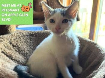 LIL SISSY -  Domestic Short Hair Cat for Adoption in Fort Wayne, Indiana - LIL SISSY | PetCurious