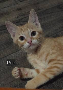 Poe -  Domestic Short Hair Cat for Adoption in Rossville, Georgia - Poe | PetCurious