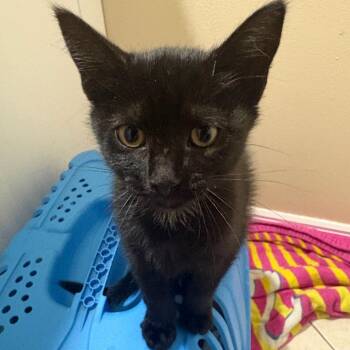 Astrophage-DR -  Domestic Short Hair Cat for Adoption in Tallahassee, Florida - Astrophage-DR | PetCurious