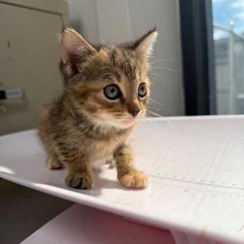 Power Bank -  Domestic Short Hair Cat for Adoption in Columbiana, Alabama - Power Bank | PetCurious