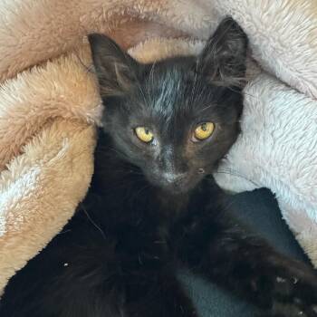 Missy -  Bombay and Domestic Short Hair Cat for Adoption in Kirkland, Washington - Missy | PetCurious