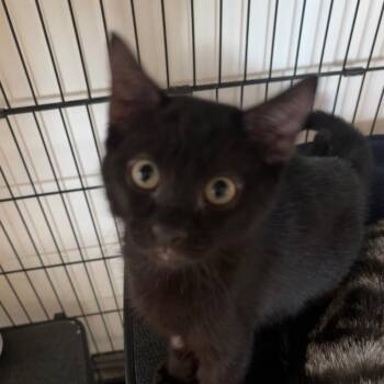 Vader -  Domestic Short Hair Cat for Adoption in Kanab, Utah - Vader | PetCurious