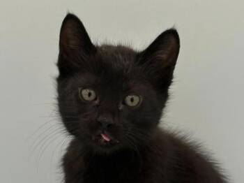 Hair Tie -  Domestic Short Hair Cat for Adoption in Portland, Oregon - Hair Tie | PetCurious